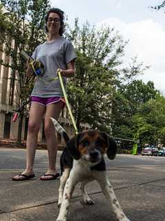Leonia Board Of Health Offers Daily Pet Licensing