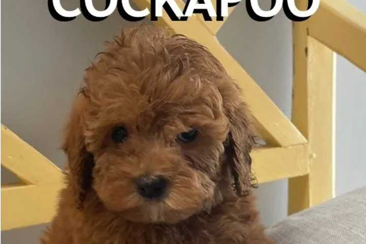 SEEN HER? Puppy Stolen From Jersey Shore Pet Shop