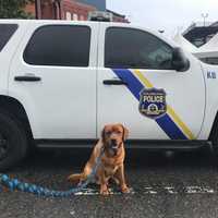 Philly Group Ran Illegal Puppy Selling Ring: AG