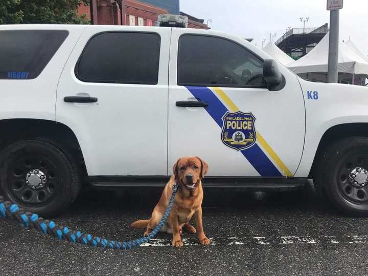 Officials say five Philadelphia residents ran an illegal puppy selling business and defrauded legitimate dog breeders.