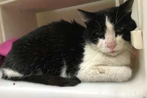 Cat Found Wandering In Patterson; Putnam Humane Society Seeks Owners