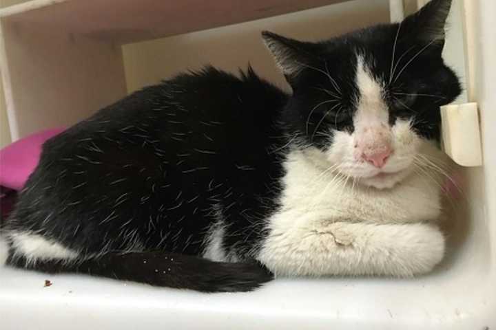 Cat Found Wandering In Patterson; Putnam Humane Society Seeks Owners