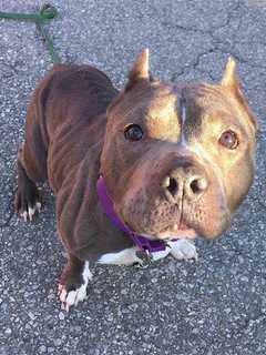 Shelter Seeks Information On Female Pit Bull Found In Putnam