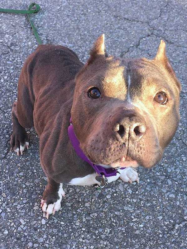 Shelter Seeks Information On Female Pit Bull Found In Putnam