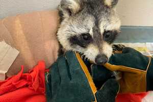 'Miraculously Survived': Raccoon Not Giving Up After Being Set On Fire In Quincy