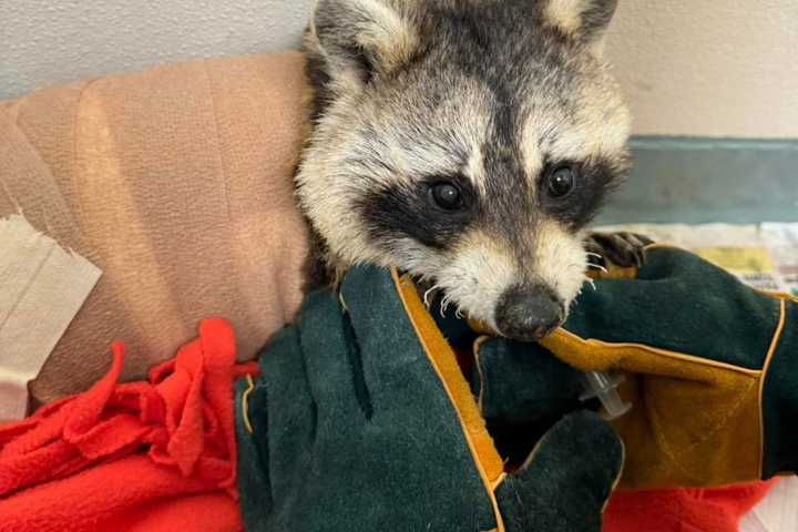 'Miraculously Survived': Raccoon Not Giving Up After Being Set On Fire In Quincy