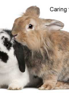 Learn How To Care For Rabbits In Red Hook Library Program