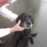 Englewood Organizes Free Rabies Clinic
