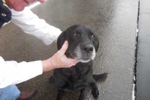 Rutherford Organizes Free Rabies Clinic