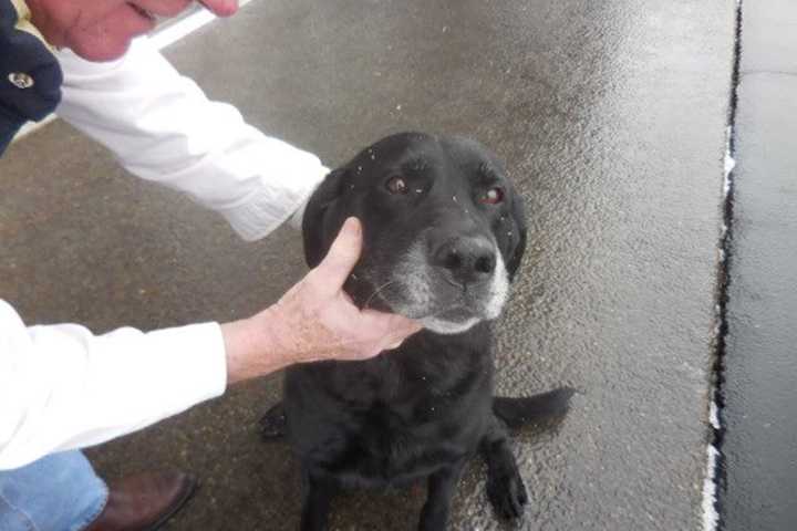 Rutherford Organizes Free Rabies Clinic