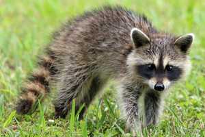 Rabid Raccoon Found At Central Jersey Dog Park