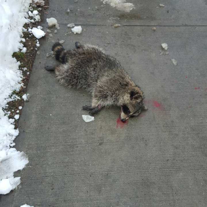 This raccoon was beaten to death after attacking a 6-year-old boy in Bergen County, N.J.