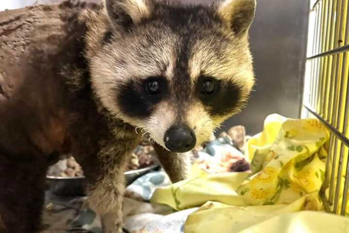 Quincy Man Jailed for Burning Caged Raccoon Alive in Shocking Act of Animal Cruelty: DA