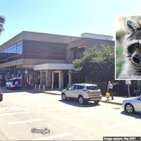 Raccoon On The Loose In Philadelphia Airport