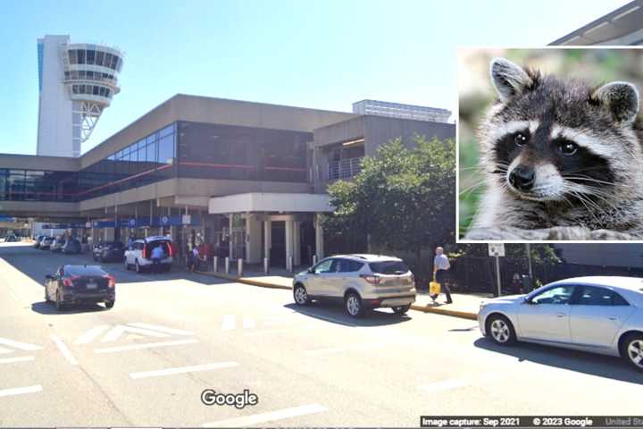 Raccoon On The Loose In Philadelphia Airport