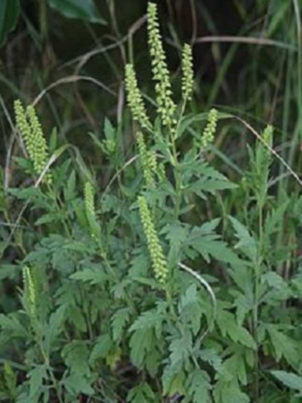 More Miserable Allergy Season In Store For Yorktown