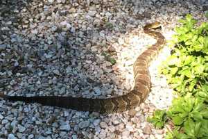 Rattlesnake Makes July 4th Appearance At Rockland House