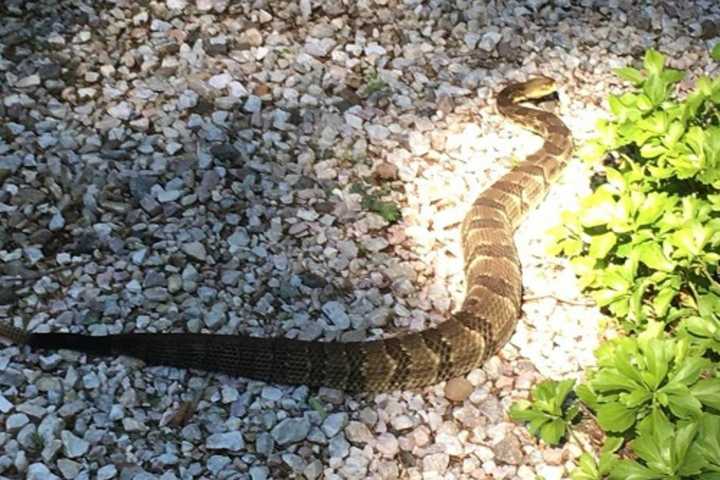 Rattlesnake Makes July 4th Appearance At Rockland House