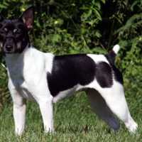 <p>The rat terrier is one of the types of dog being featured at the upcoming Westminster Kennel Club&#x27;s All Breed Dog Show. A Yonkers woman will be competing with her rat terrier and a Portuguese pedengo pequeno.</p>