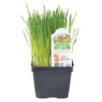 <p>The recalled cat grass</p>