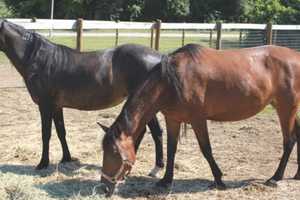 Horses Seized In Redding Neglect Case Offered Up For Adoption