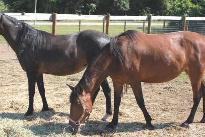 Horses Seized In Redding Neglect Case Offered Up For Adoption
