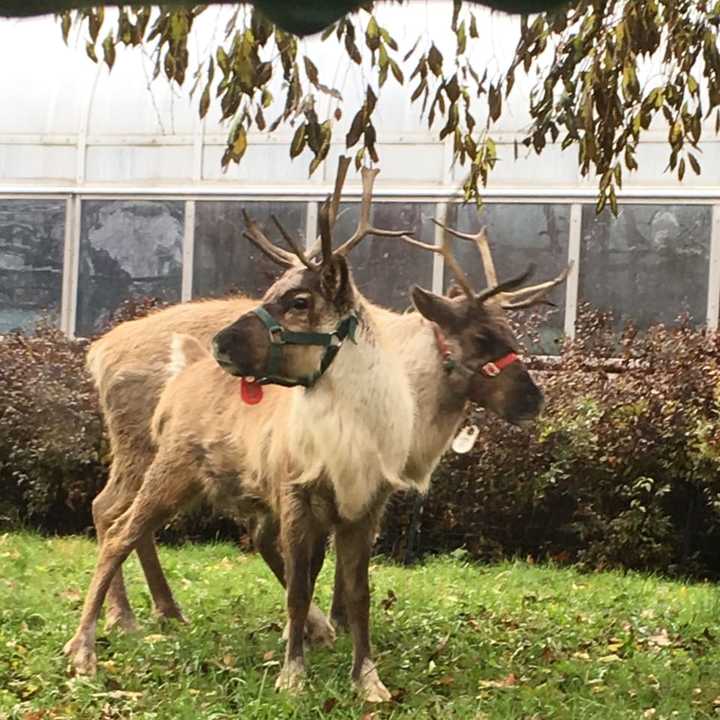 Sam and Jacob are getting comfy in their temporary digs at Beardsley Zoo in Bridgeport.