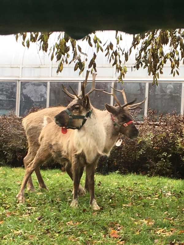 Prance On Over To Beardsley Zoo To Meet Santa's Hooved Helpers