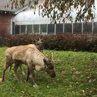 <p>Reindeer Sam and Jacob seem to be enjoying their temporary home at Beardsley Zoo in Bridgeport.</p>