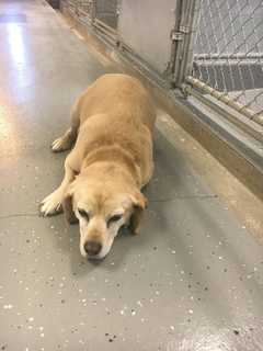 Is This Your Dog? Ridgefield Police Seek Owner Of Lab Mix