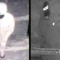 Worker Kidnapped At Gunpoint During Break In Montgomery County