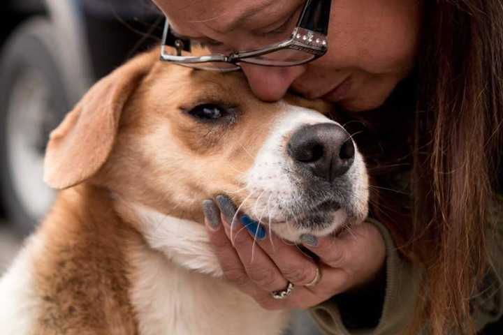 Westwood Activist Pushes Local Laws To Stop Puppy Mills