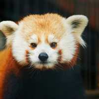 <p>Rochan the red panda is ready for his close-up at Beardsley Zoo.</p>