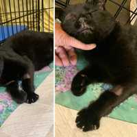 Duo Abandons Cat, Caught By Good Samaritan On Long Island: Police