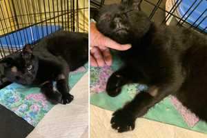 Duo Abandons Cat, Caught By Good Samaritan On Long Island: Police