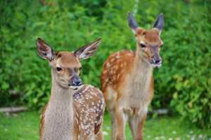 Deer Crashes On Rise In CT: Here Are Towns With Most Past Collisions