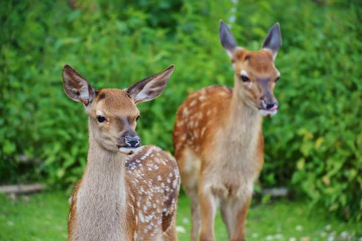 Arlington Officials Denounce AWLA Over 'Misleading' Deer Management Letter