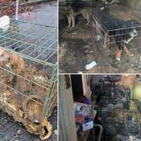 Over 40 Animals Kept In 'Noxious' Conditions At Long Island Home, Woman Charged: SPCA