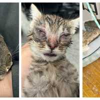 <p>More animals rescued from Coatesville last week.&nbsp;</p>