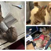 <p>Roo the kitten and other animals rescued in Coatesville last week.&nbsp;</p>