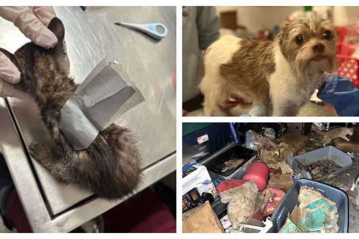 Duct-Taped Kitten Leads To Animal Hoarding Bust In Chester County: SPCA