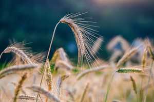 Governor Requests Aid For CT Farmers Who Suffered Damage From Tropical Storm Elsa