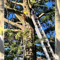 Firefighter Who Teaches High-Angle Rescue Helps Save Severely Injured Worker In Fair Lawn Tree