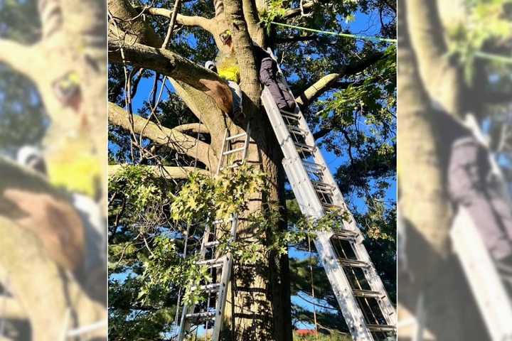 Firefighter Who Teaches High-Angle Rescue Helps Save Severely Injured Worker In Bergen Tree