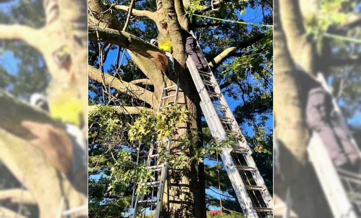 Firefighters couldn&#x27;t get to the arborist with an aerial ladder after the mishap left him stranded on an unsteady limb 20 to 30 feet above the backyard of an Ellington Road home on Oct. 6.