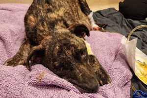 Dog Found Abandoned And Sick In Berks Has Died, Rescuers Say