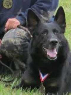 Newtown Rallies To Help Police Dog Diagnosed With Cancer