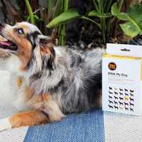 Find Out Your Dog's Breed and Potential Health Risks with This $60 DNA Test