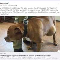 <p>Osthoff promotes the GoFundMe campaign for his dying pit bull service dog Sapphire.</p>