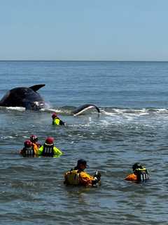 44-Foot Dead Whale Caught On Cruise Ship's Bow Towed To Sandy Hook: NOAA